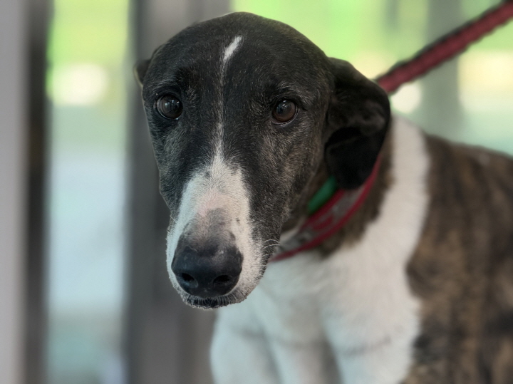 종료(반환) 그레이…